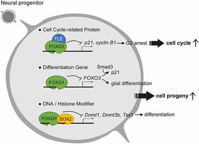 Transcription and Beyond: Delineating FOXG1 Function in Cortical Development and Disorders